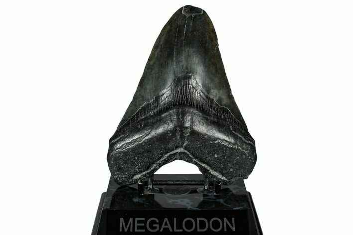 Fossil Megalodon Tooth - South Carolina #326526